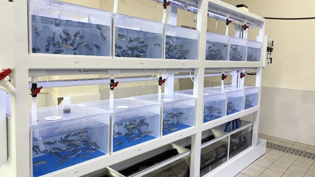 Recirculating Tank System for Experimental Fish Rearing