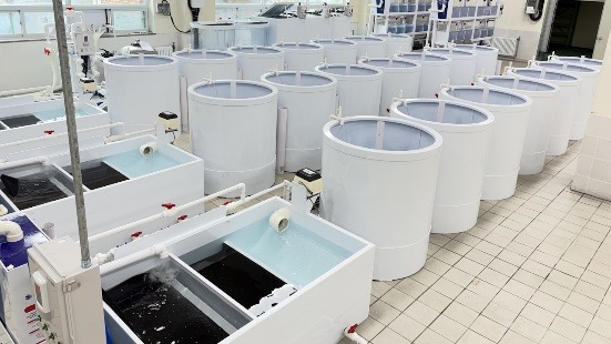 Recirculating Tank System for Experimental Fish Rearing