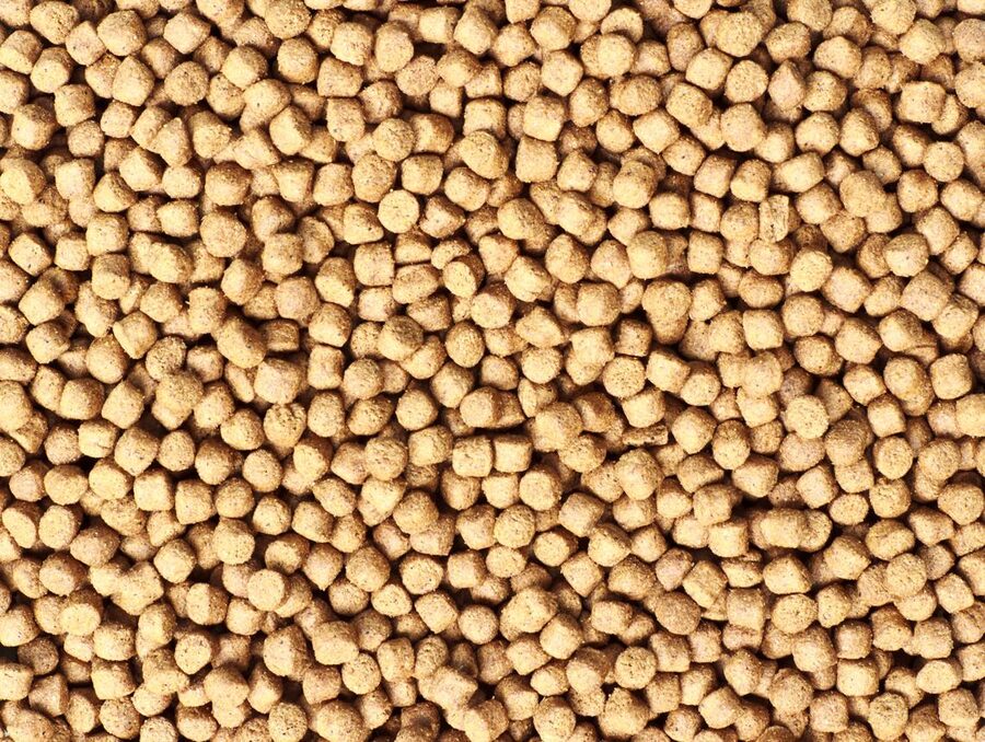 Close-up of functional fish feed pellets