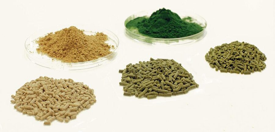 Alternative feed protein and lipid ingredients including algae and fishmeal