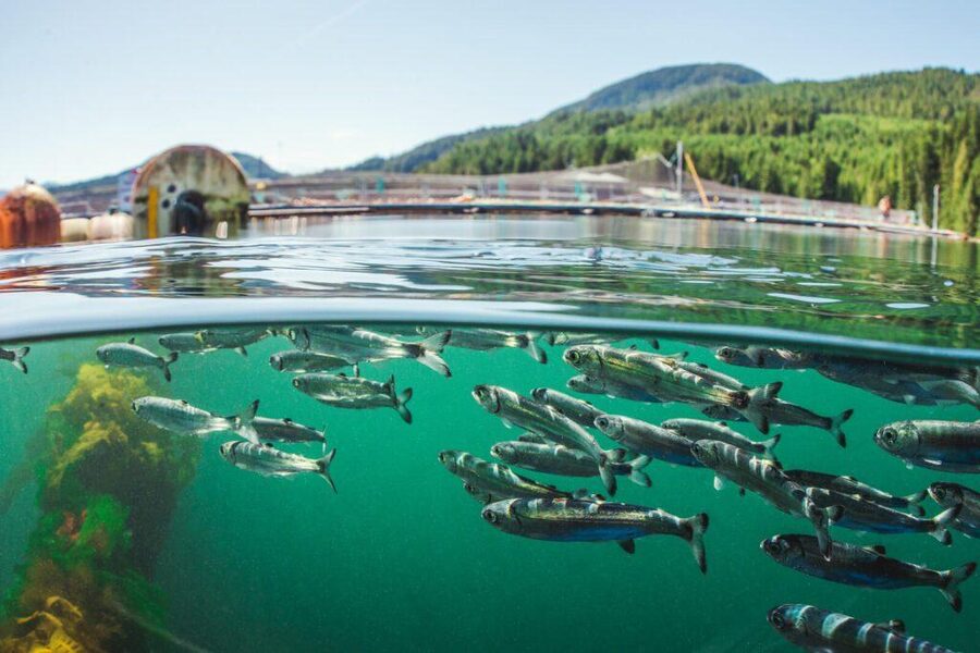 Fish swimming in aquaculture net pen