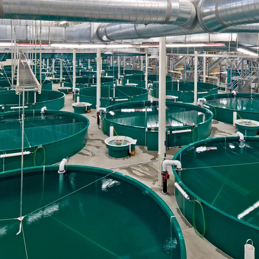 Recirculating aquaculture system tanks